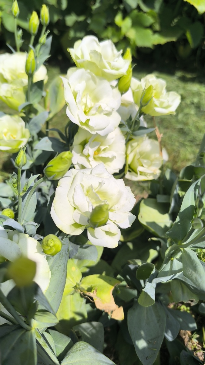 Самое приличное фото в конце июля.