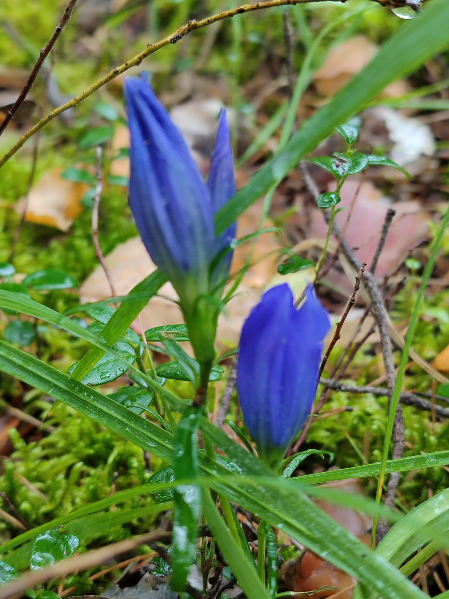 Горечавка лёгочная
