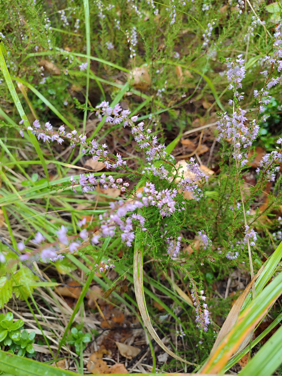 Вереск обыкновенный