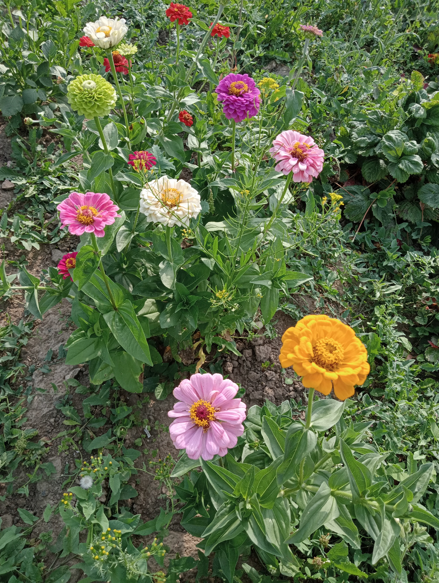 Сейчас поделюсь своими цветами в этом году 