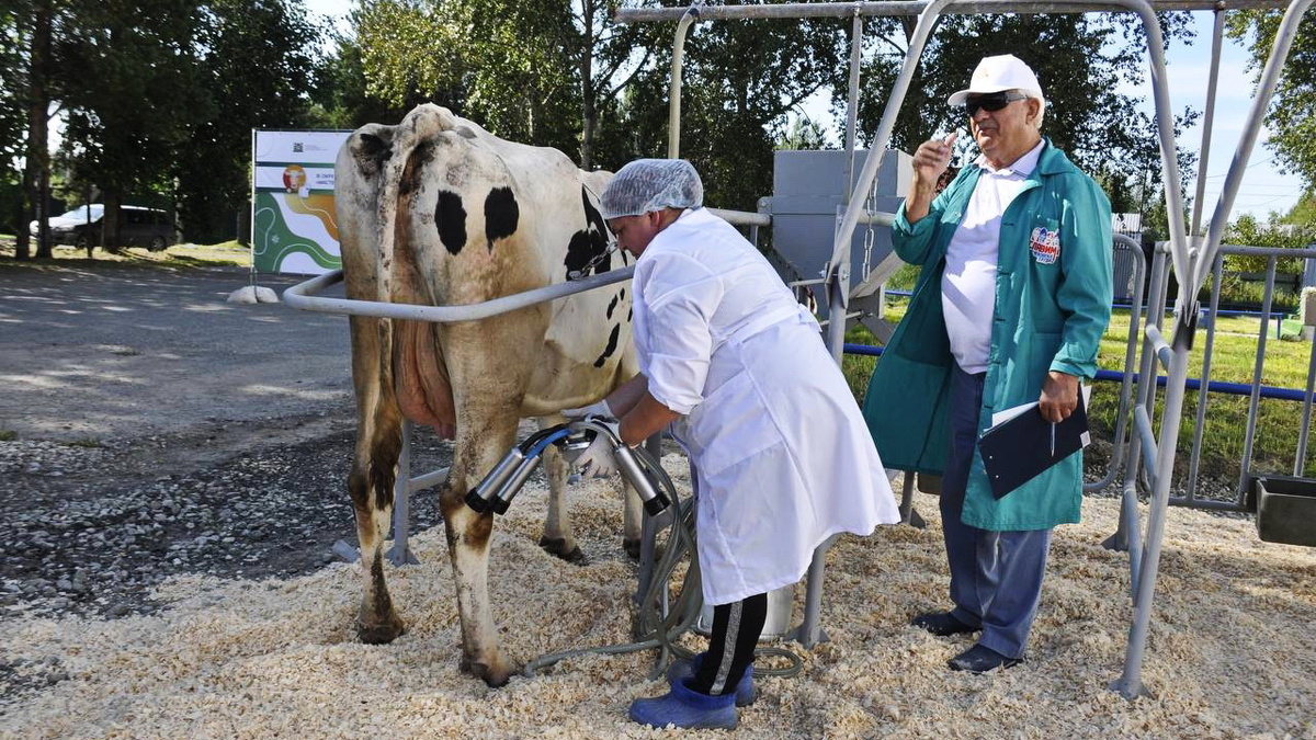    В Югре определили лучшего мастера машинного доения коров