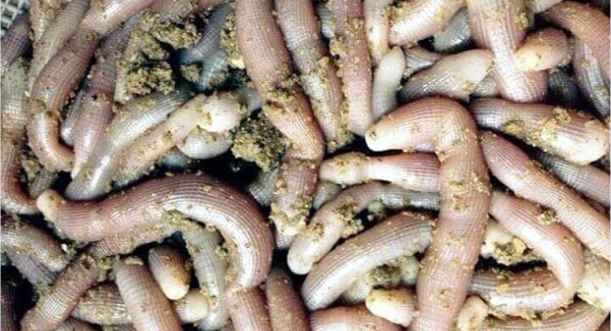 Морские черви 