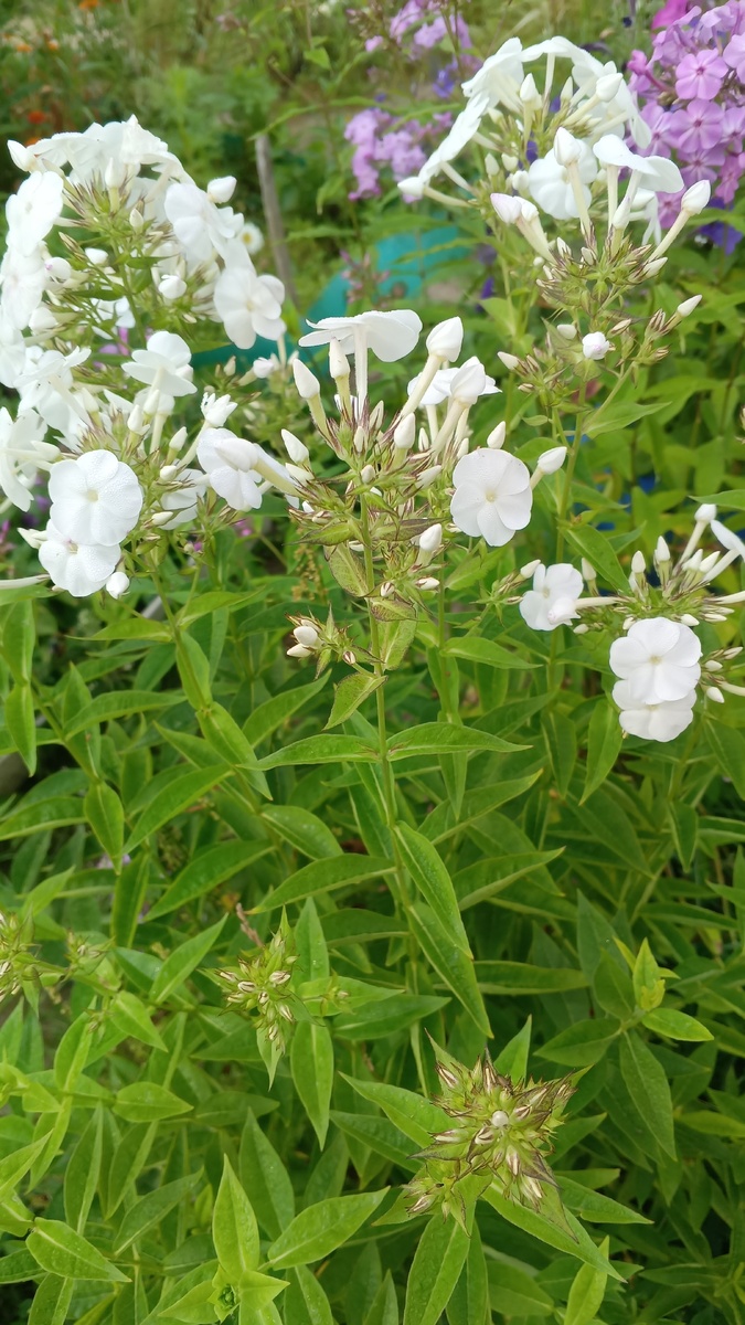 фото автора:цветут мои флоксы