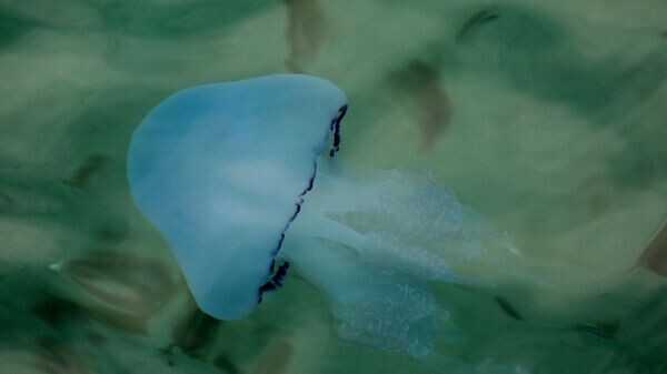    © РИА Новости . Виталий Тимкив