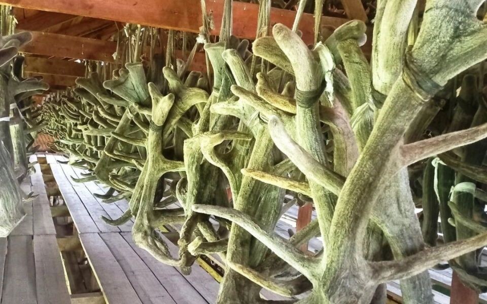    Маральи панты