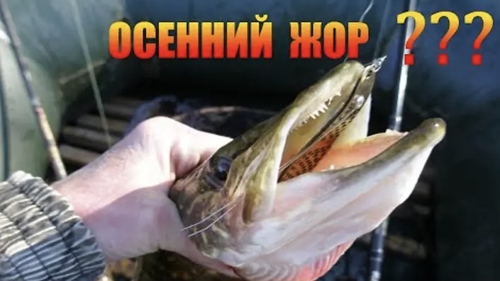 Августовский жор: Какую рыбу и как ловить перед осенью?