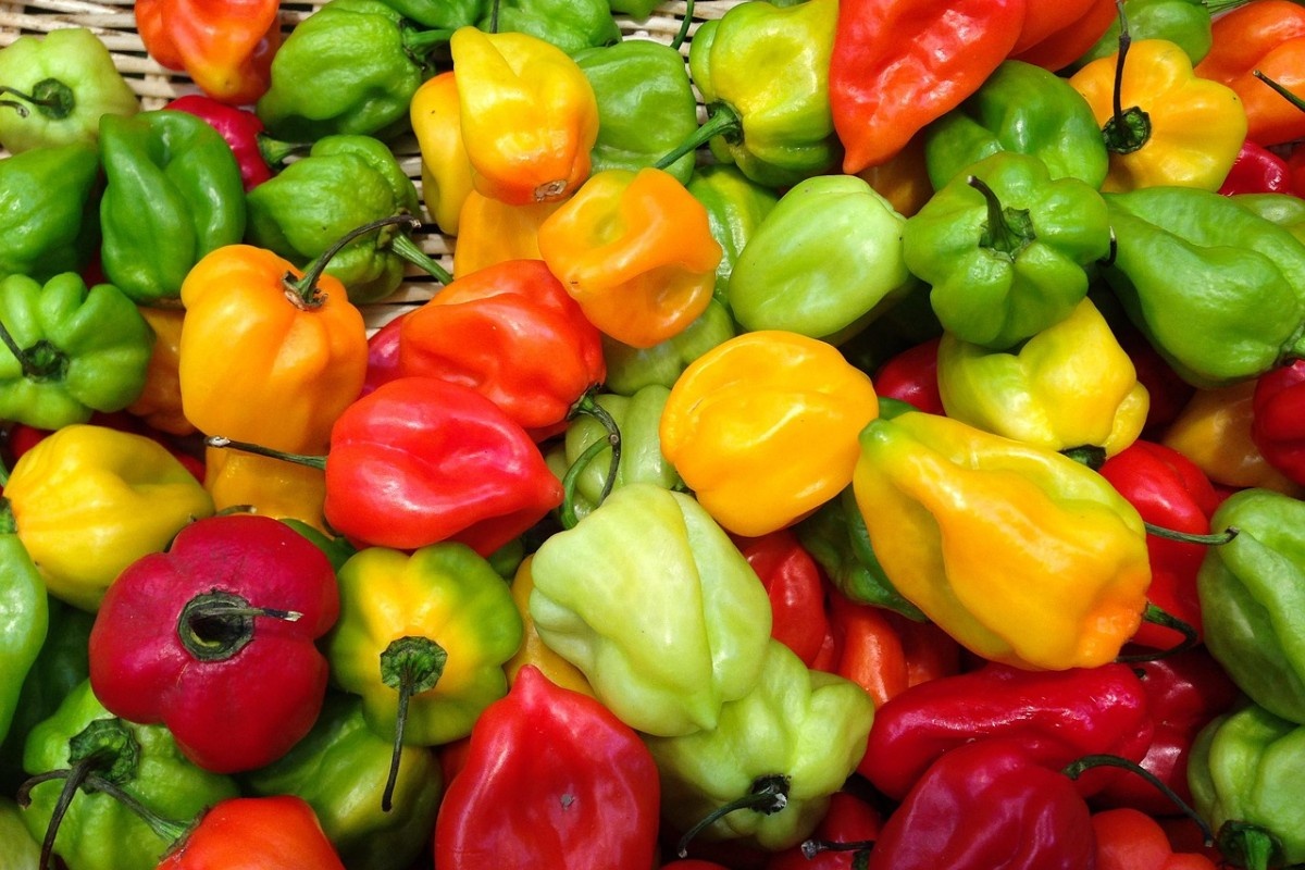    Фото: jackmac34 / Pixabay.com