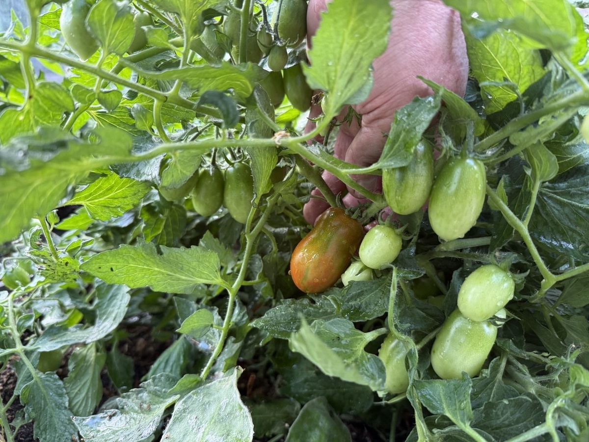 Томат Тигр акробат. Фото автора канала Дом с кипарисами.