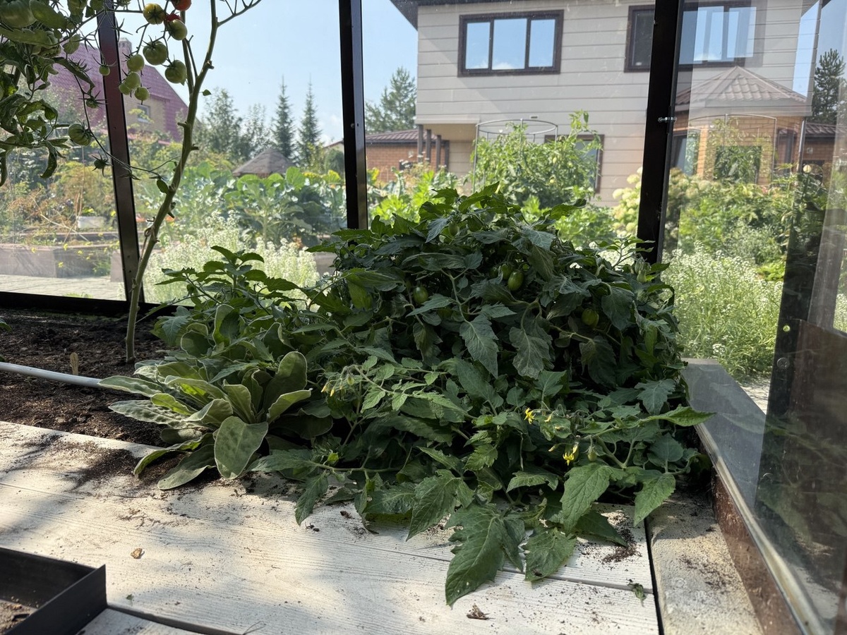 Томат Тигр акробат. Фото автора канала Дом с кипарисами.