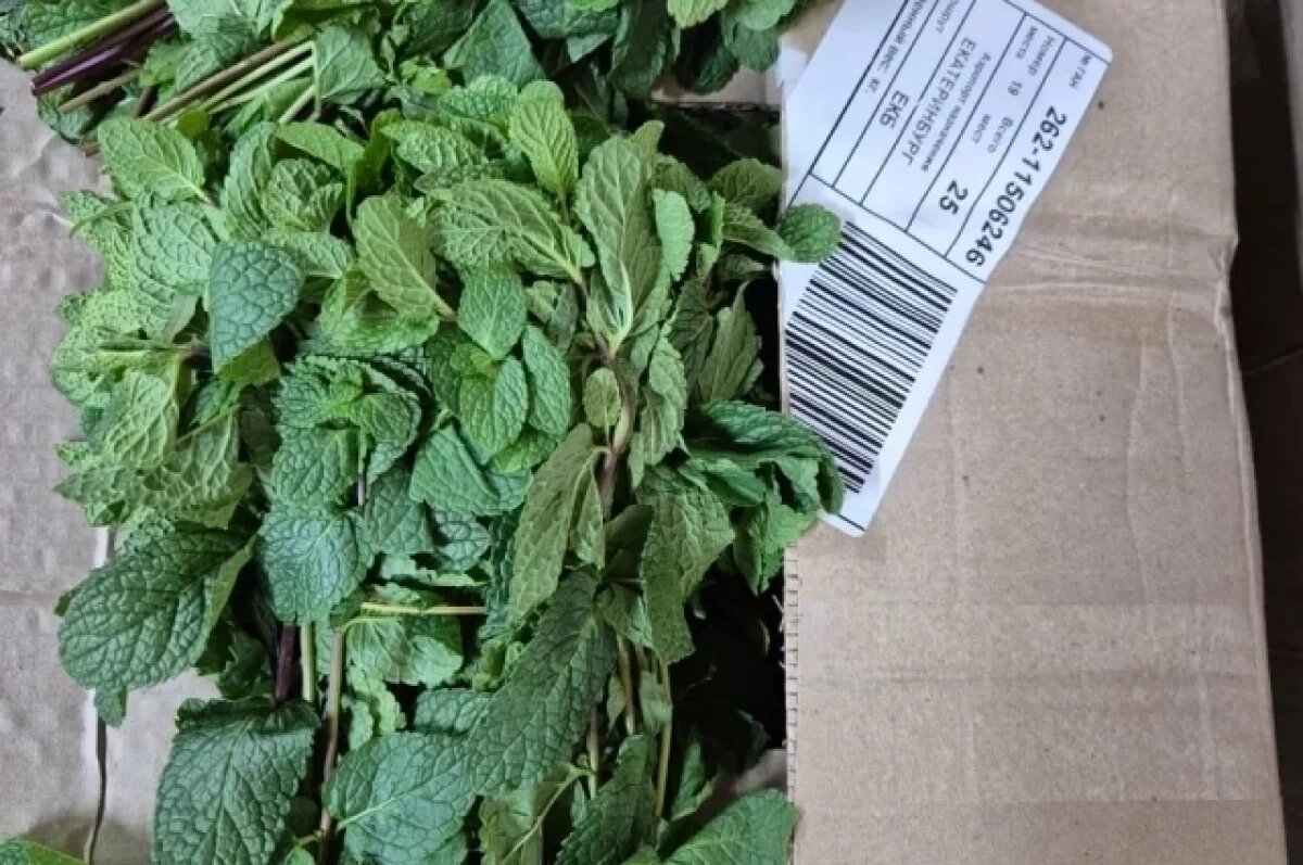    В Красноярск привезли более 700 кг зараженной мяты