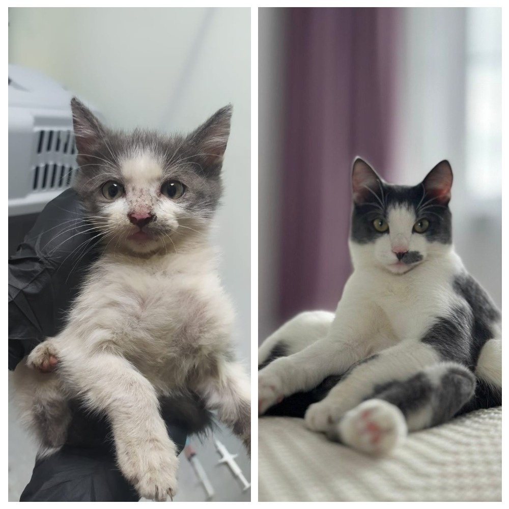 Берлиоз обрёл добрые ручки 21 сентября 2024 года, ему тогда было чуть более года.