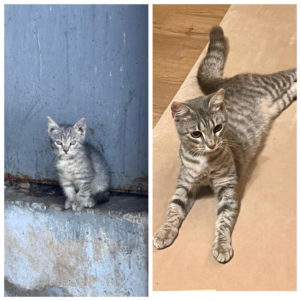 Барберри было девять месяцев, когда она устроилась на ручках у своего человека и уехала домой встречать Рождество в январе 2025 года.