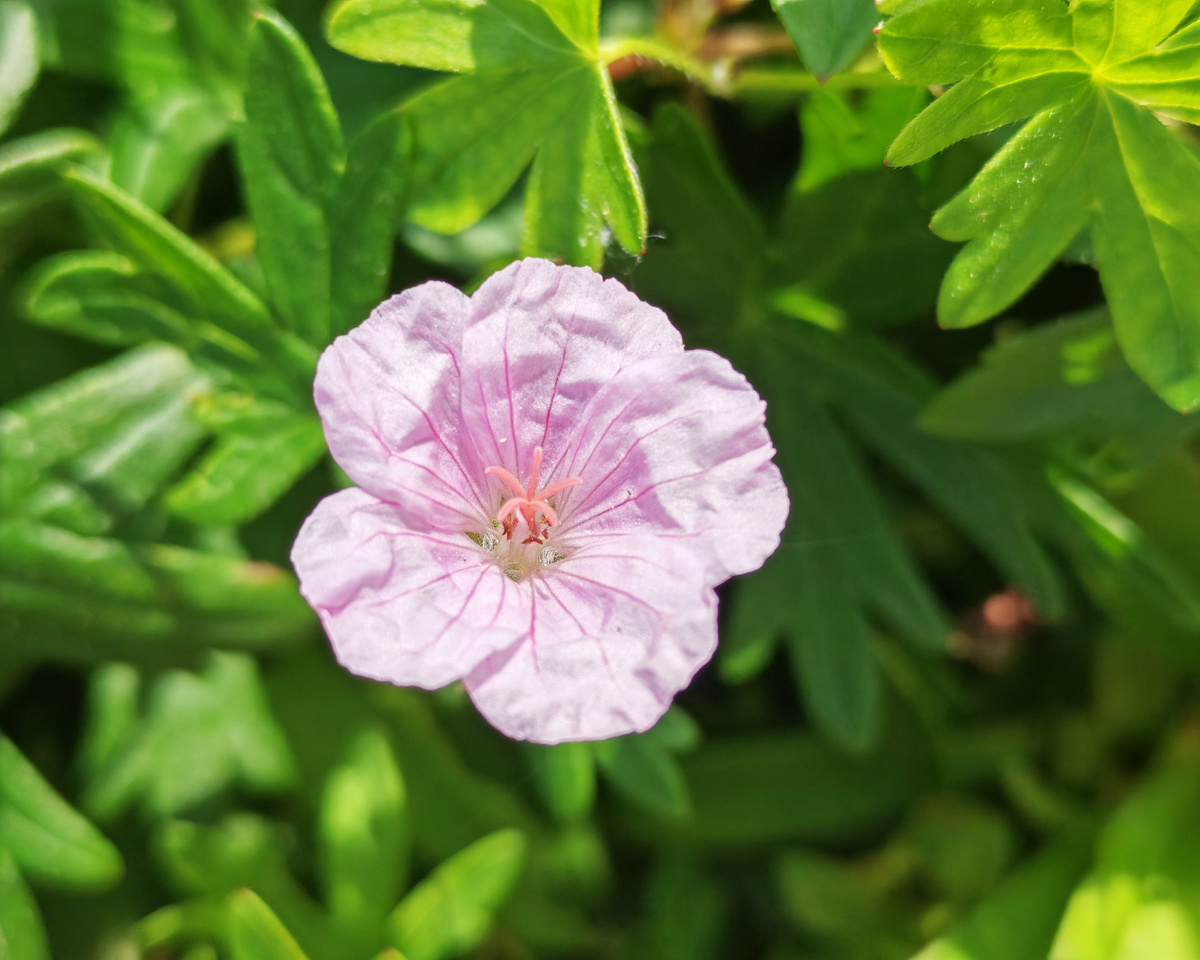 Цветочки совсем не махровые. 