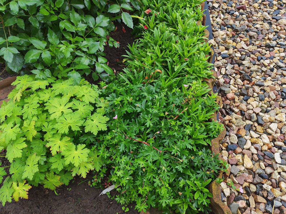 Вот мои красавицы герани. Справа та, что цветёт все лето. Она запечатлена в пасмурную погоду в конце августа. Светение уже скудное, но есть.