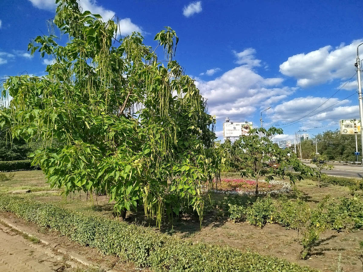 Странные деревья возле цирка "Космос".