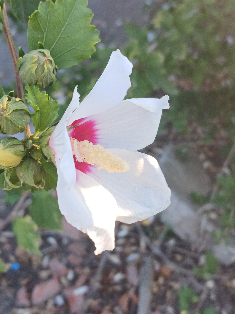 Гибискус сирийский