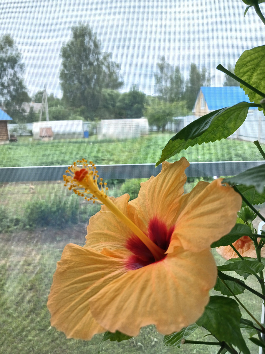 Комнатный представитель гибискусов.