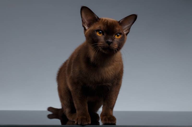 Аристократ Барон.