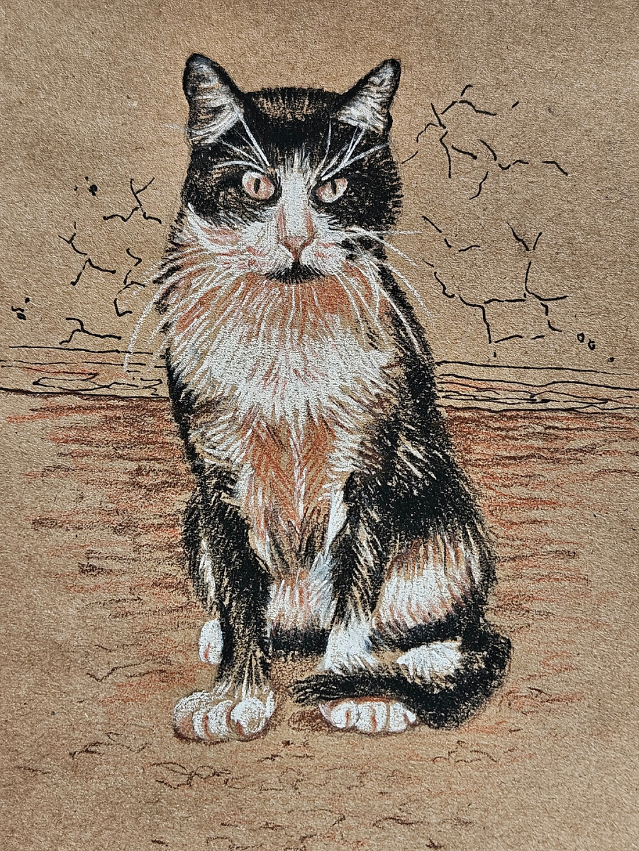 Недовольный котейка