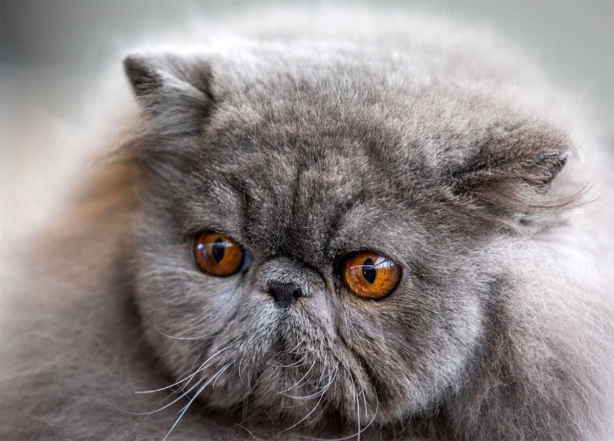 Найти имя для такого величества — целое искусство.