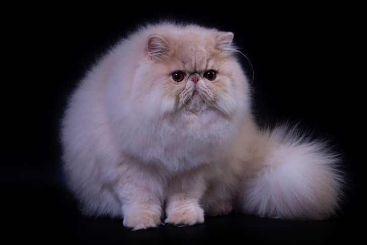 Знакомьтесь, его величество Маркиз.