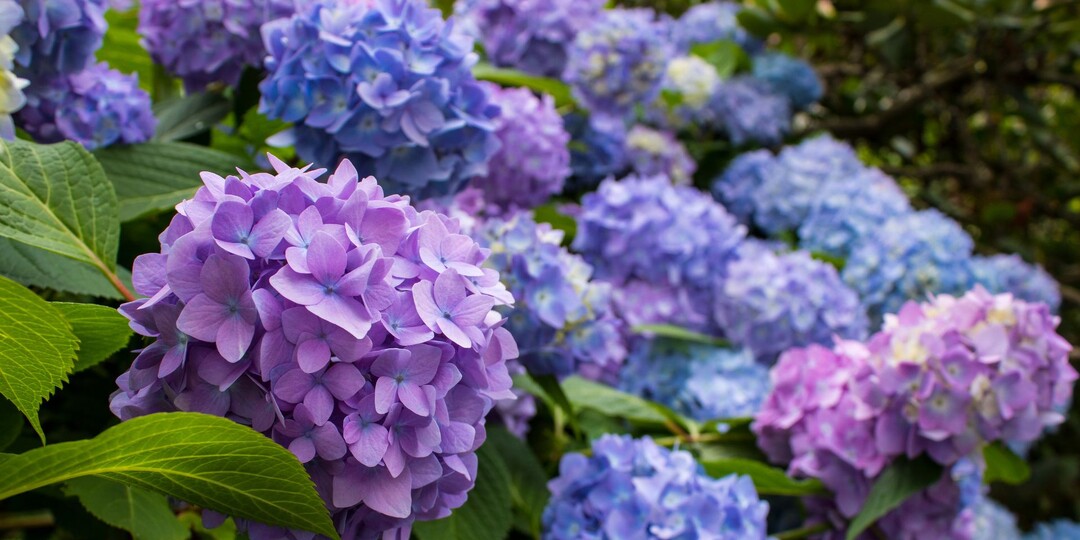 Чем подкормить гортензии в августе для максимально пышного цветения