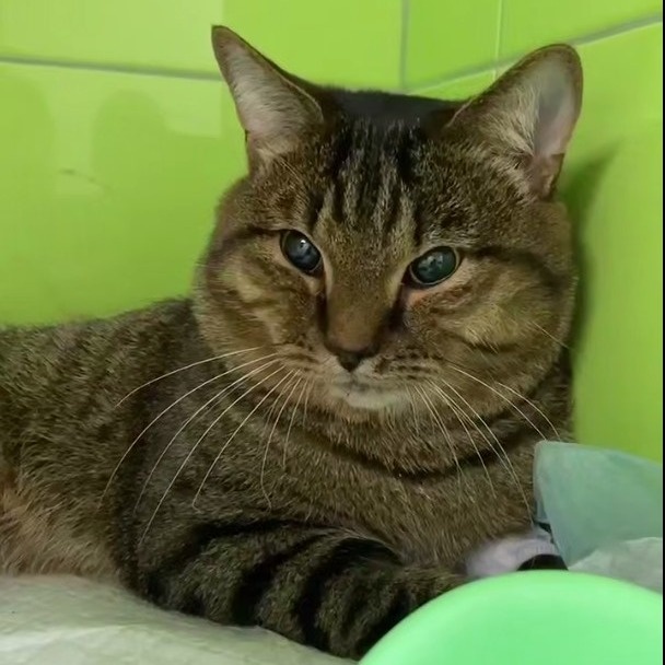 Выброшенный с высоты в Ангарске кот обрел временный дом. Животное перенесло серьезную операцию и в данный момент не может ходить. Все это время за котом Тигрой ухаживали в приюте «Кошкин дом», сейчас же он переехал к одной из волонтеров стационара.