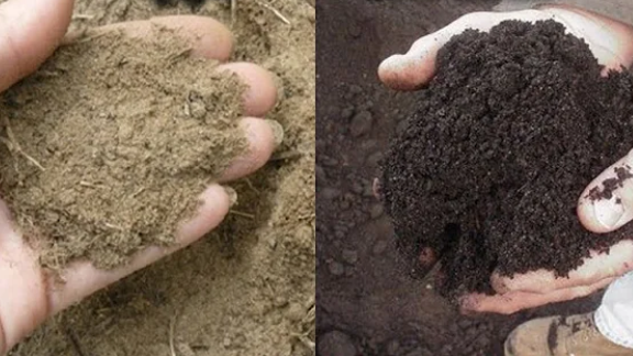 Разница налицо: календула и фацелия через один сезон