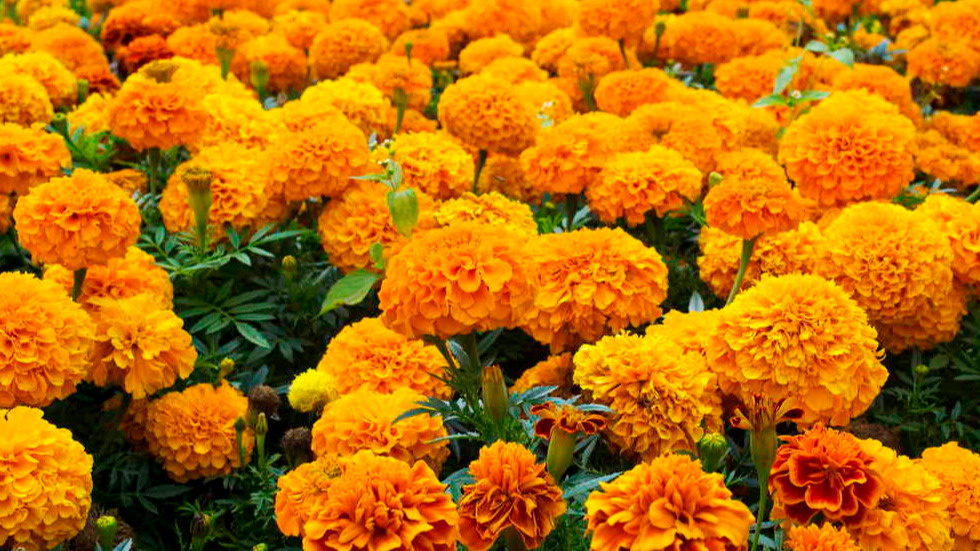 Бархатцы тоже не панацея - их корни слабые, а влияние на почвенные процессы минимальное.