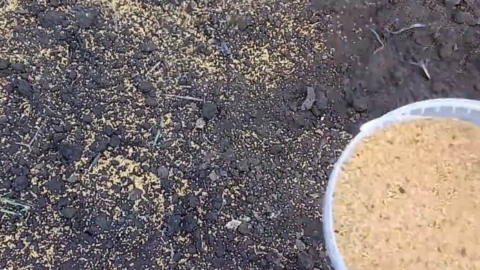 Сажаю лучшие сидераты по дедовскому методу уже 8 лет. Фацелия защищает от болезней лучше модных новинок