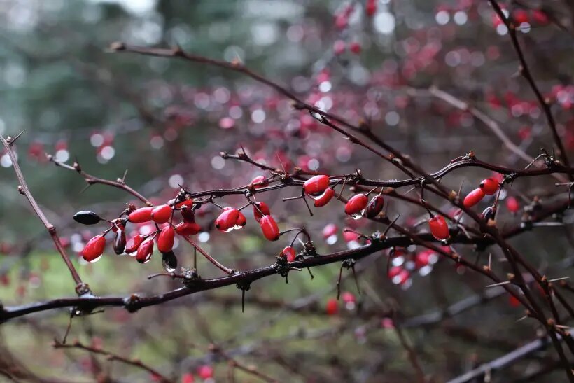     © РИА Новости. Игорь Зарембо