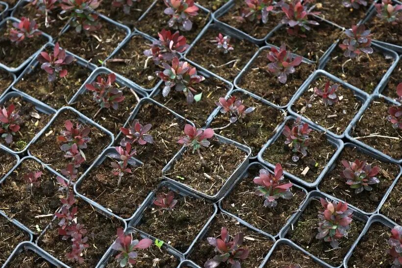  В 1960-х годах ряд стран запретил культивировать один из видов барбариса из-за грибка, носителем которого он являлся   © РИА Новости. Виталий Тимкив