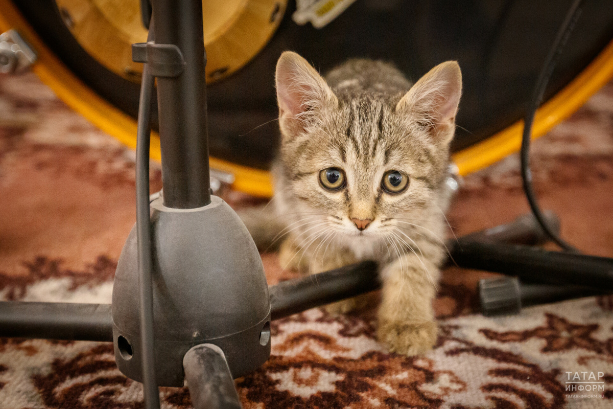 Отважный батыр Арслан.