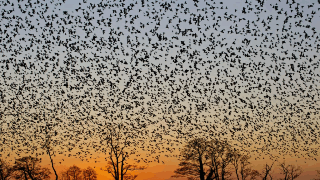   Я слышу эту картинку Татьяна Белова