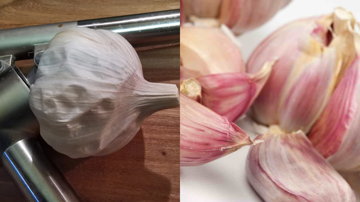 Так выглядел мой чеснок после четырех месяцев неправильного хранения