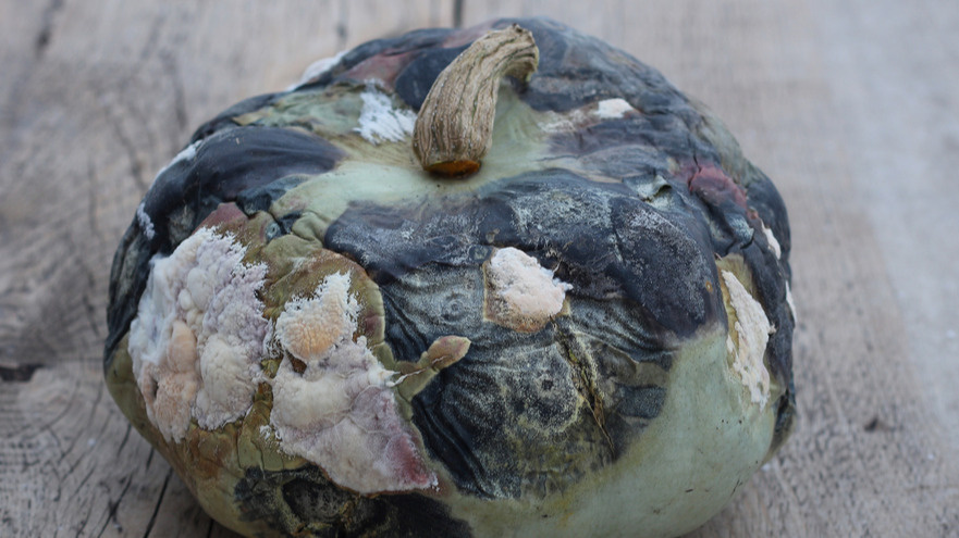 Результат хранения в герметичном контейнере - плесень через 2 месяца