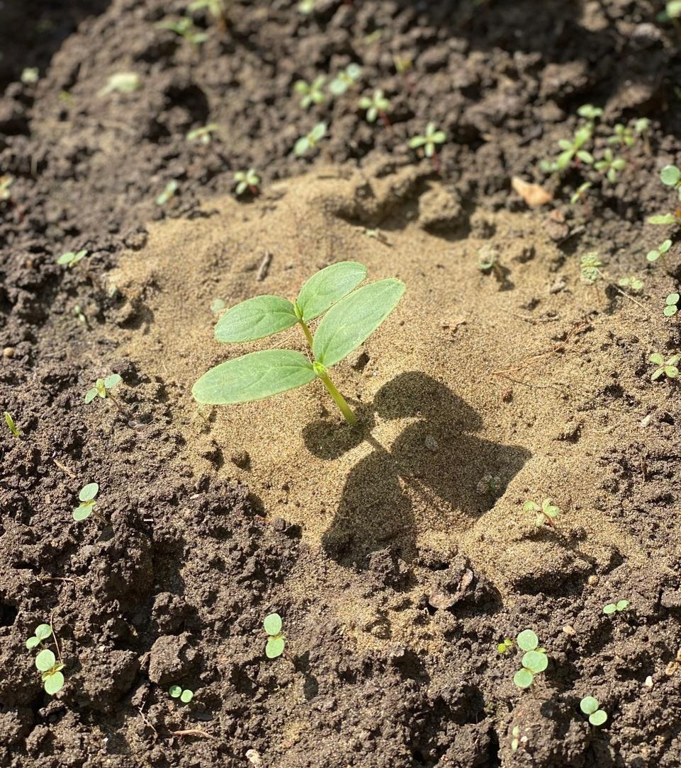 Всходы огурцов 15 июля 2025 года