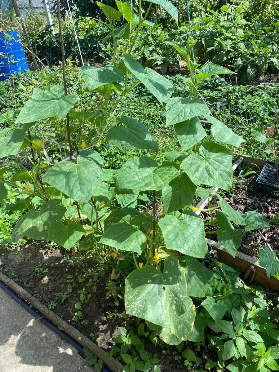 Огурцы "Кустовые"