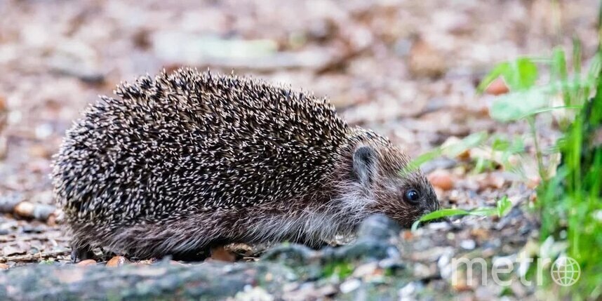    Алёна Бобрович