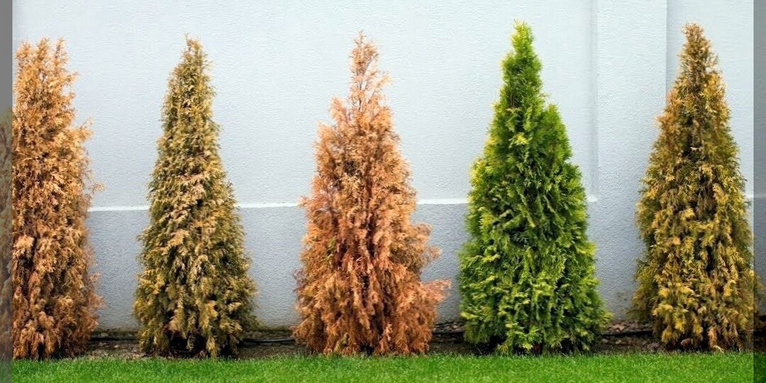 Почему желтеет туя: основные причины пожелтения хвои у туи в разное время года