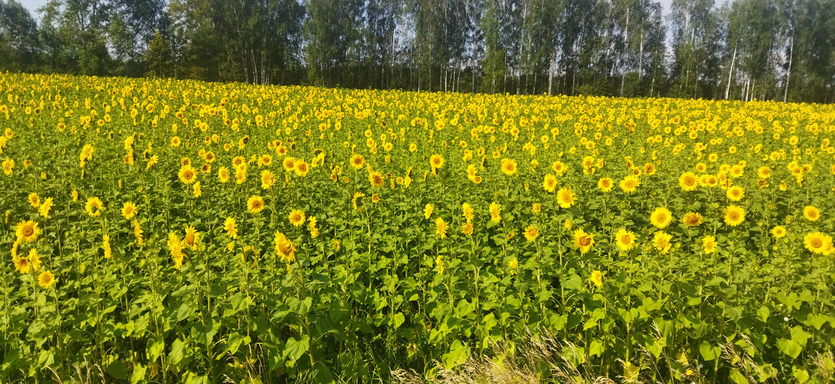 Подсолнухи