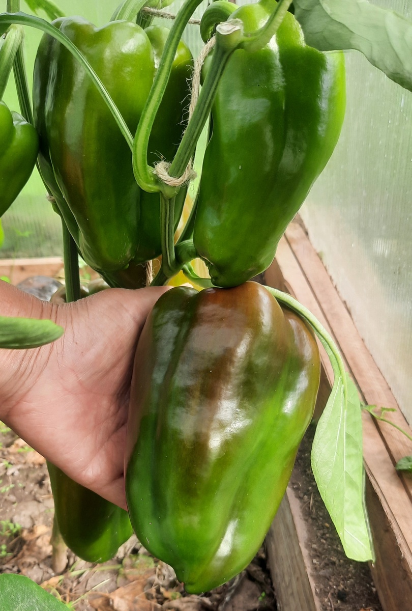 Фото автора.