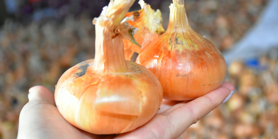 Главный секрет успешной просушки лука, чтобы лук не гнил и хранился до следующего урожая