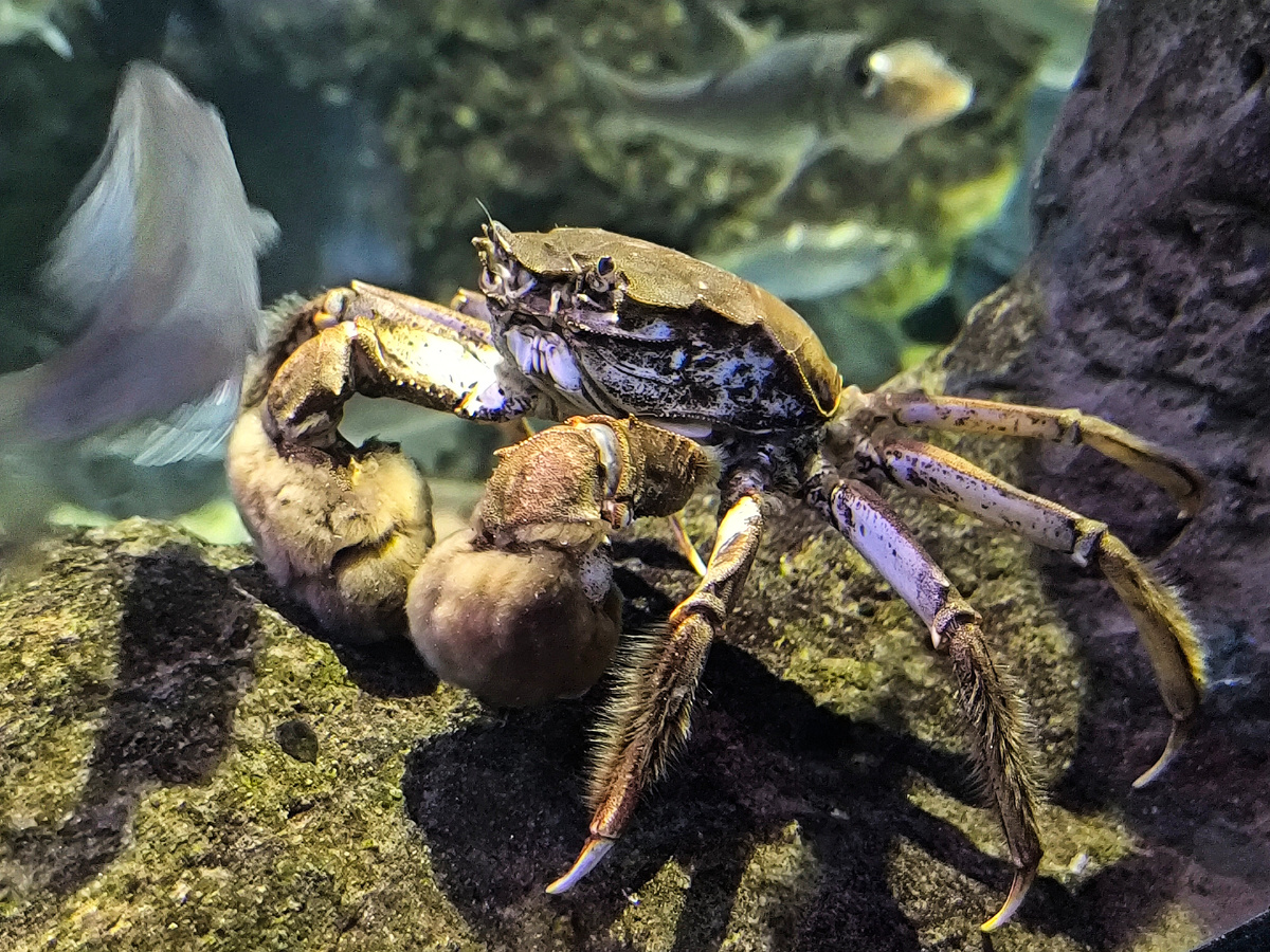 Краб в Приморском океанариуме (© Анна, «Маяк энерджайзера»)