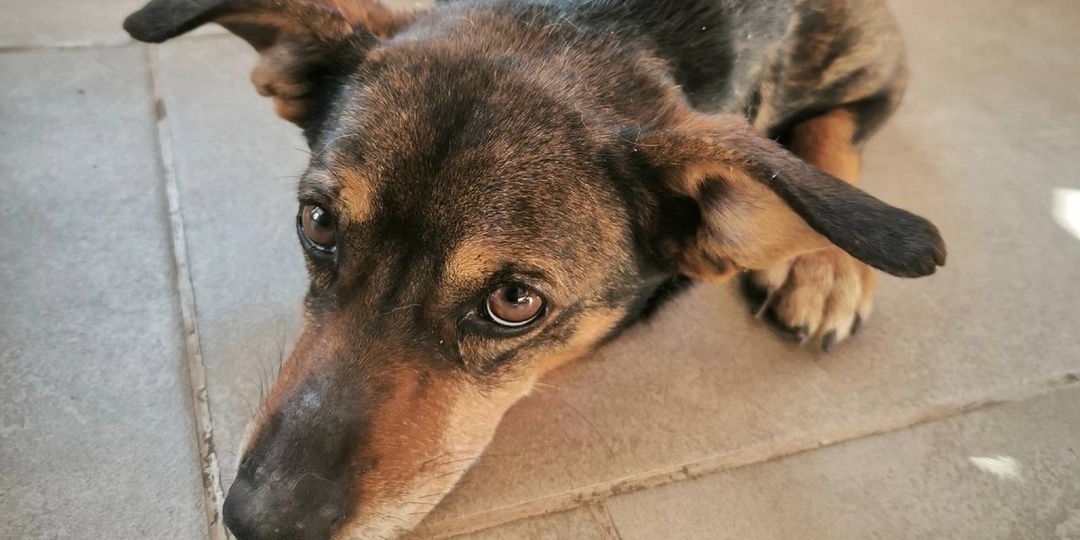 Парализованному псу из Ростовской области ищут новую семью и дом в Санкт-Петербурге