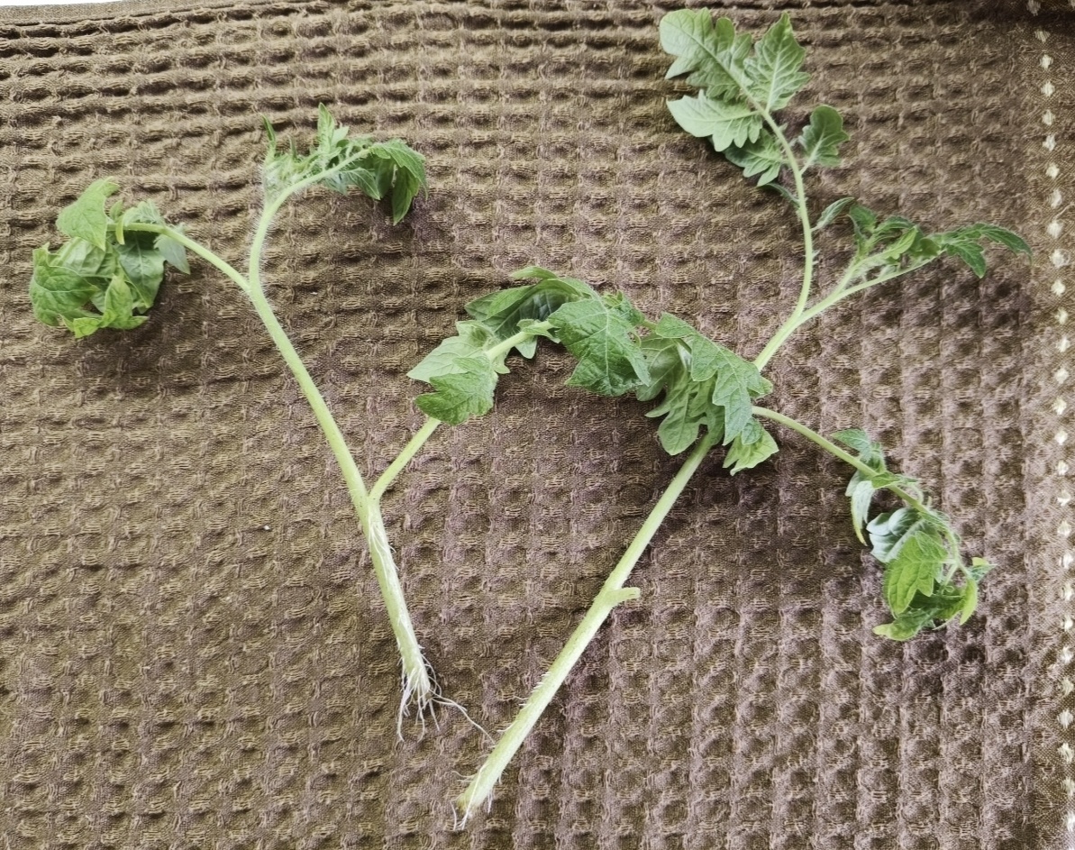 Укорененные макушки переехали в огород на постоянное место жительства и отлично там прижились. 