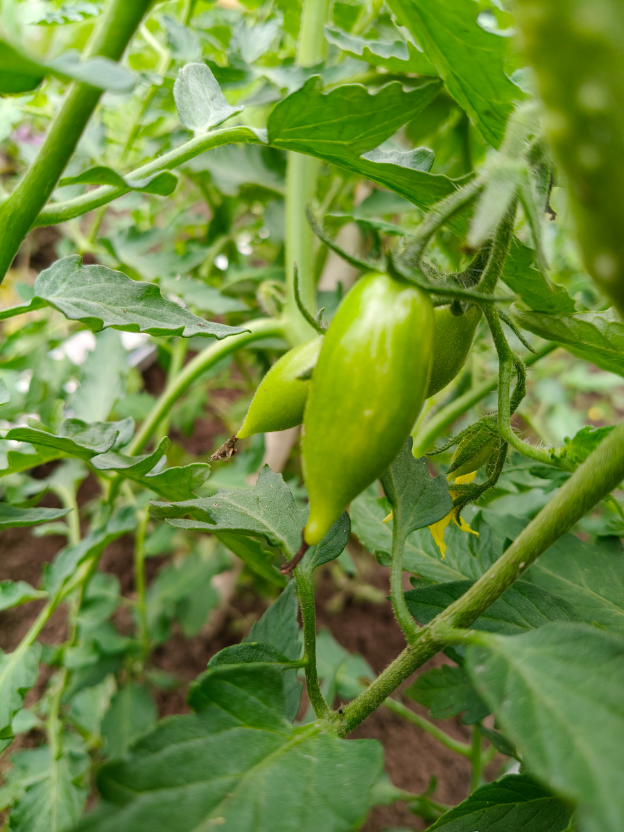 Первые плоды, выращенные своими руками. 