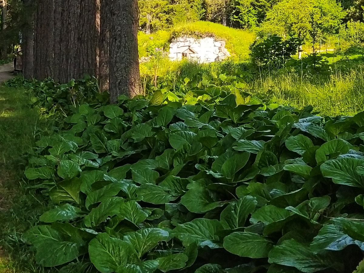 Бадан толстолистный. Фото автора