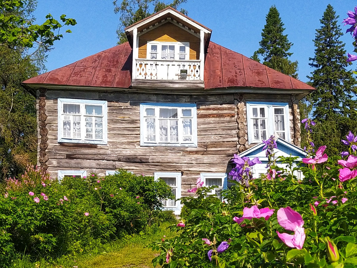 Роза морщинистая. Фото автора