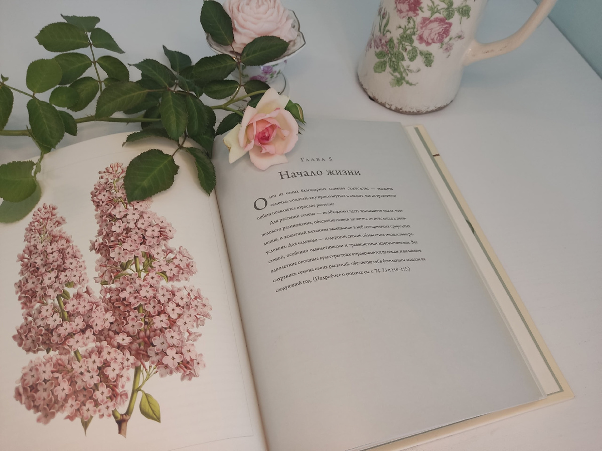 Садоводу полезно иногда возвращаться к началу